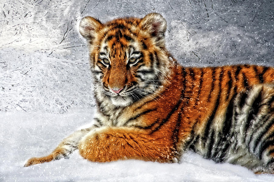 Christmas Tiger Cub in the Snow Digital Art by Doreen Erhardt