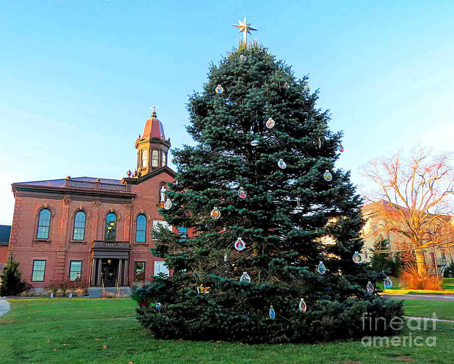 Christmas tree Plymouth MA 2023 Photograph by Janice Drew