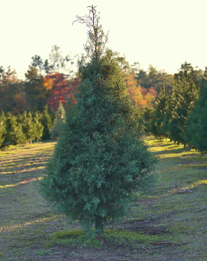 Christmas Tree 4 Photograph by Andrea Anderegg