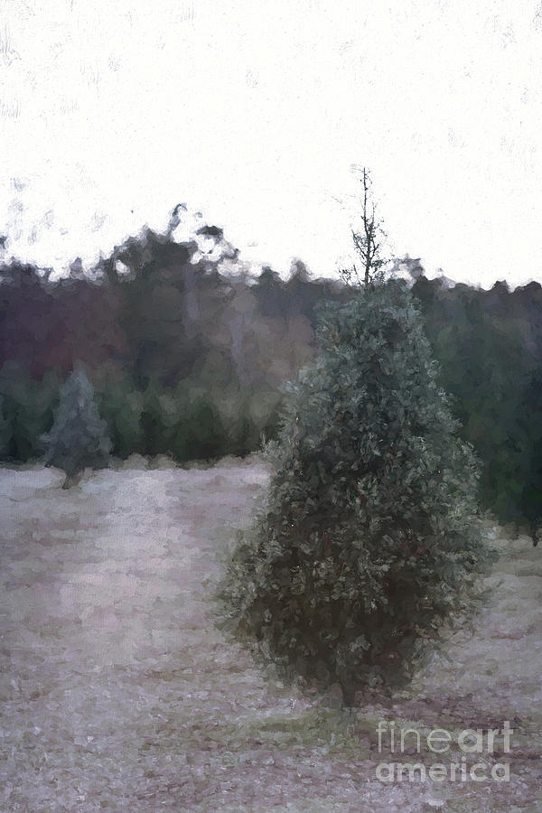 Christmas Tree 8 Photograph by Andrea Anderegg