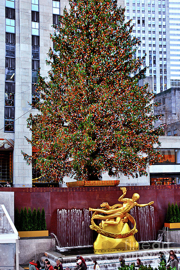 Christmas Tree And Prometheus  Nyc Photograph