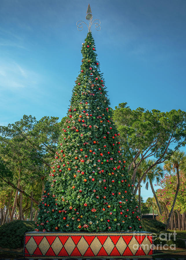 Christmas Tree at St. Armands Circle, Sarasota, Florida Photograph by Liesl Walsh