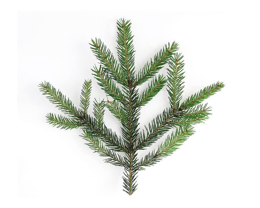 Christmas tree branch, close-up, isolated on a white background. Winter festive decor. Photograph by Yulia Naumenko Christmas tree branch, close-up, isolated on a white background. Winter festive decor. Photograph by Yulia Naumenko