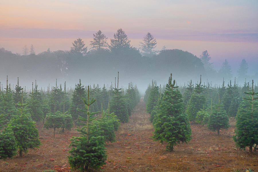 Christmas Tree Farm in Morning Mist Photograph by Matthew Irvin