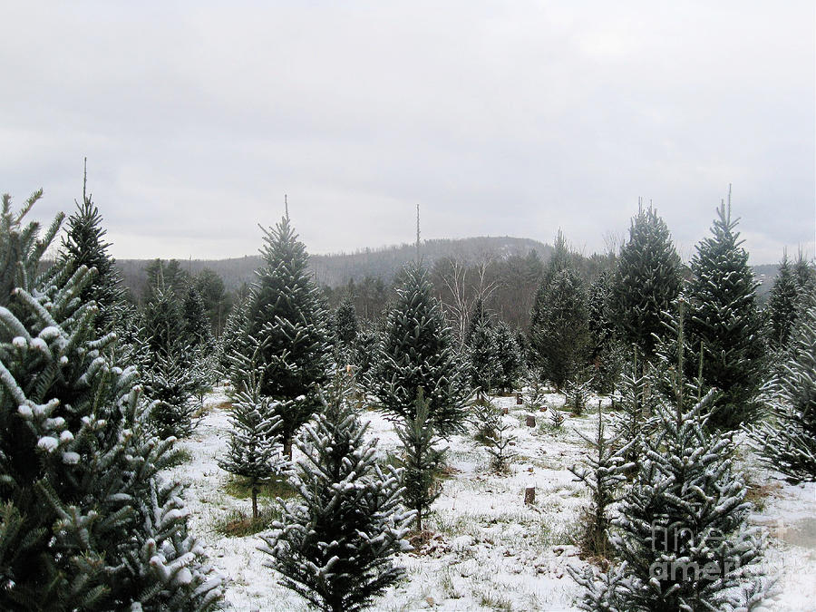 Christmas Tree Farm Saplings Photograph