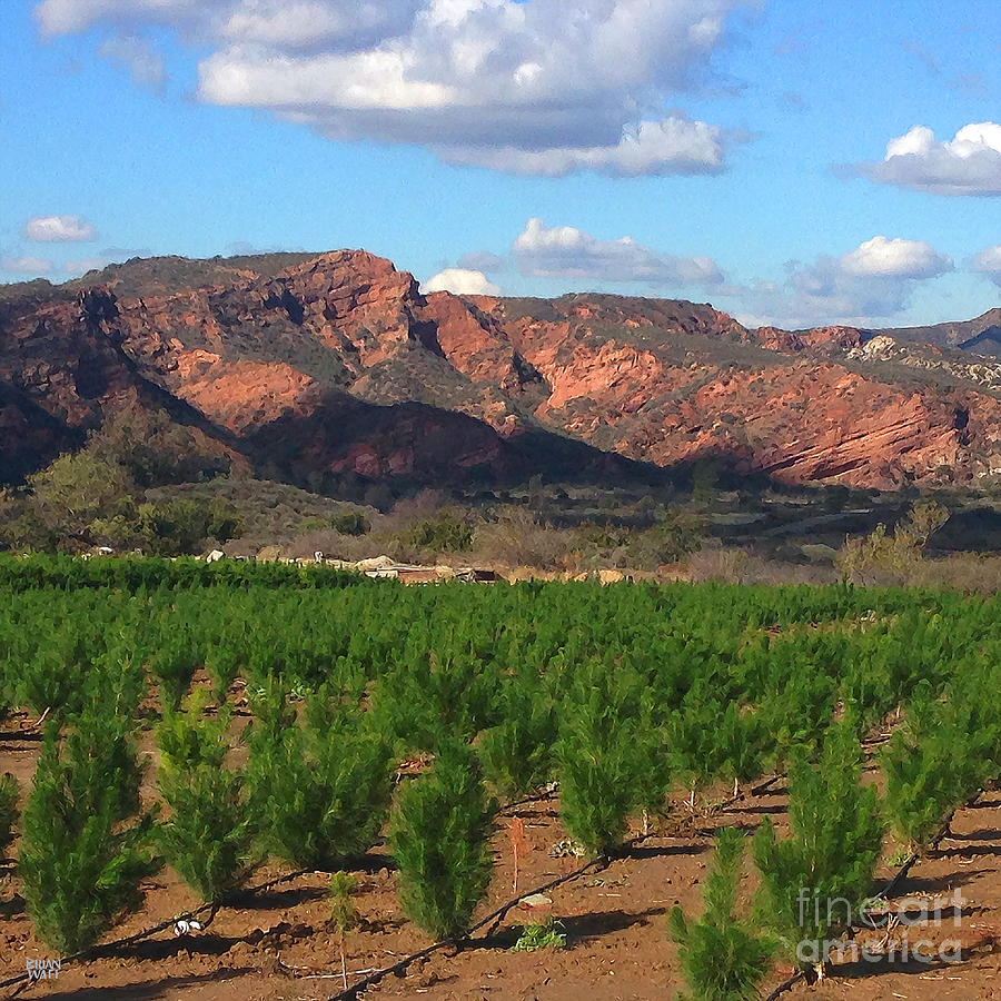Christmas Tree Farm Silverado Canyon Photograph by Brian Watt Christmas Tree Farm Silverado Canyon Photograph by Brian Watt