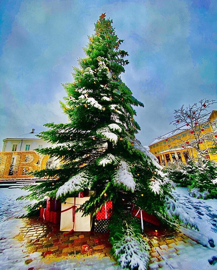 Christmas tree in Denmark  Photograph by Colette V Hera Guggenheim