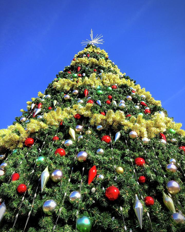 Christmas Tree in Ocean City Northside Park Photograph by Bill Swartwout