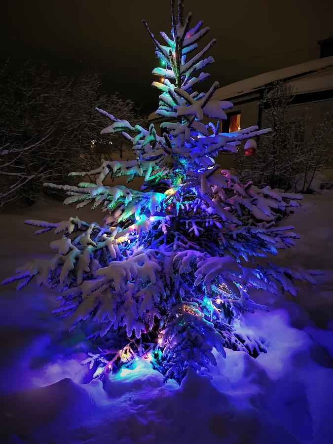 Christmas Tree,  In The North Of Sweden Photograph