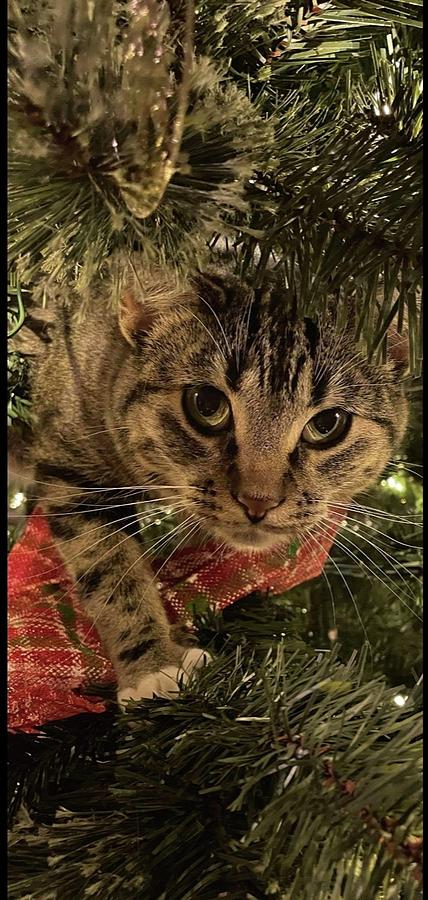 Christmas Tree Kitten Photograph by Linda Spears - Fine Art America