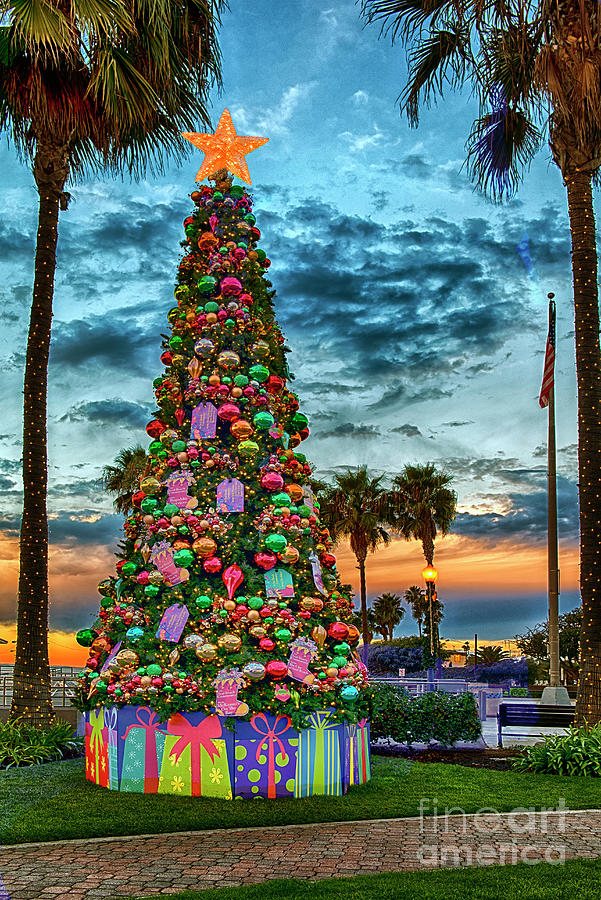 Christmas Tree Lighted Photograph by David Zanzinger