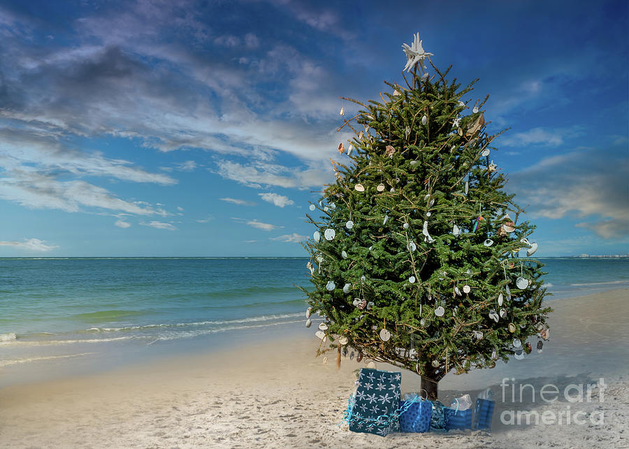 Christmas Tree on Siesta Key Beach, Florida Photograph by Liesl Walsh