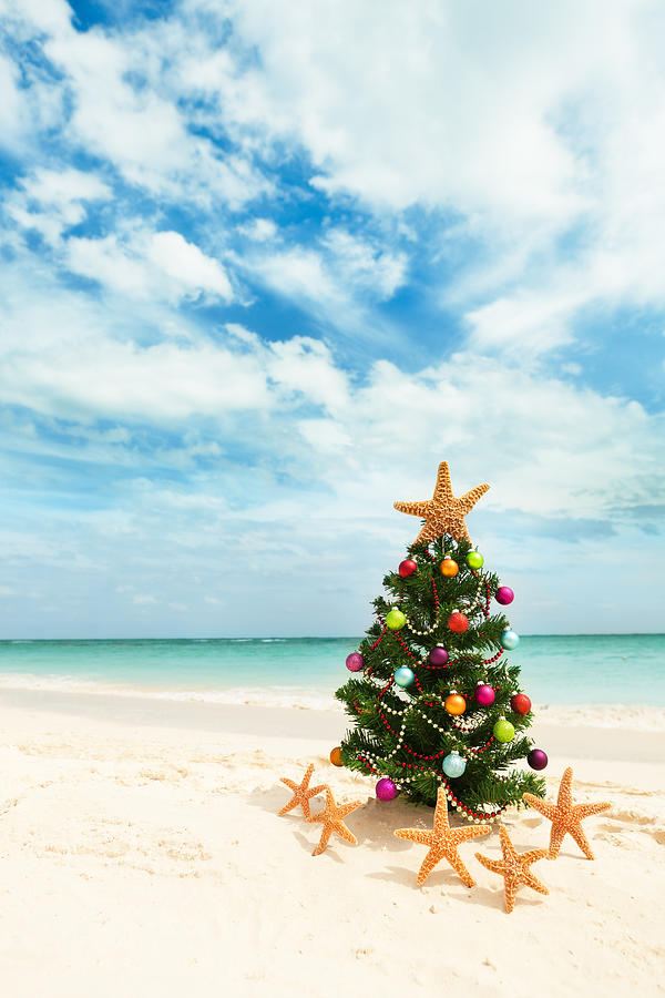 Christmas Tree on Tropical Caribbean Beach in Winter Holiday Vacation Photograph by YinYang