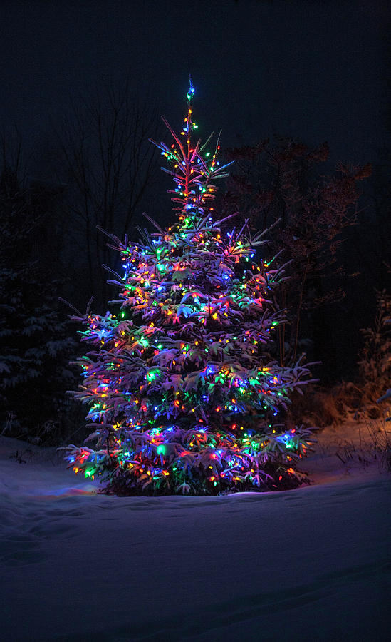 Christmas Tree Outside In Dark Photograph By Dan Grandmaison 