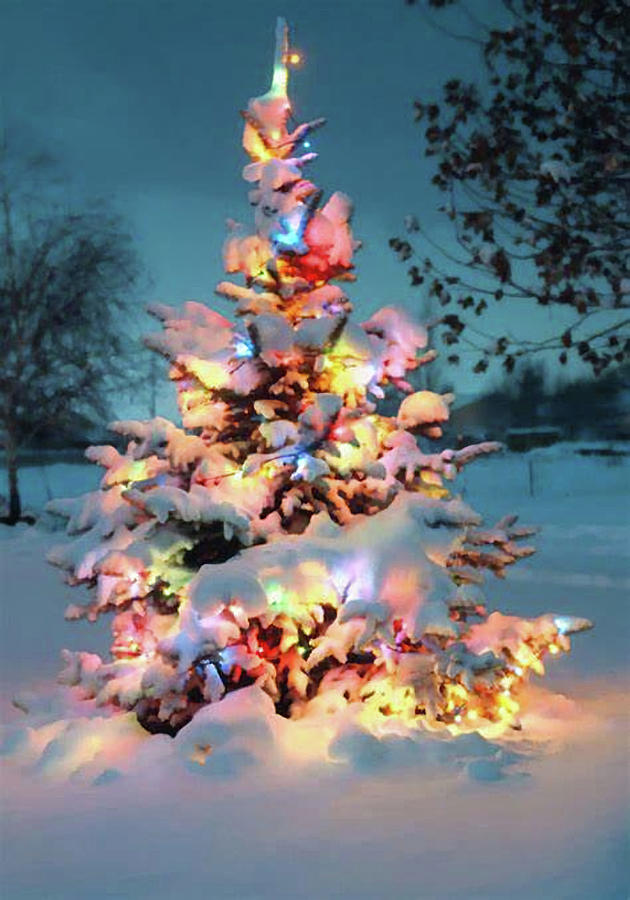 Christmas Tree v2 Photograph by Robert Banach Christmas Tree v2 Photograph by Robert Banach