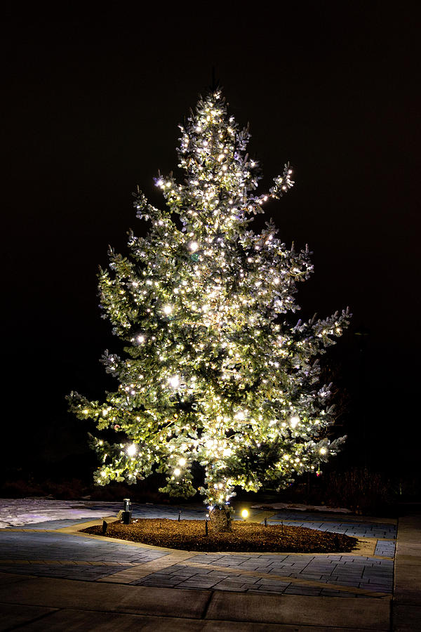 Christmas Tree with White Lights Photograph by K Bradley Washburn