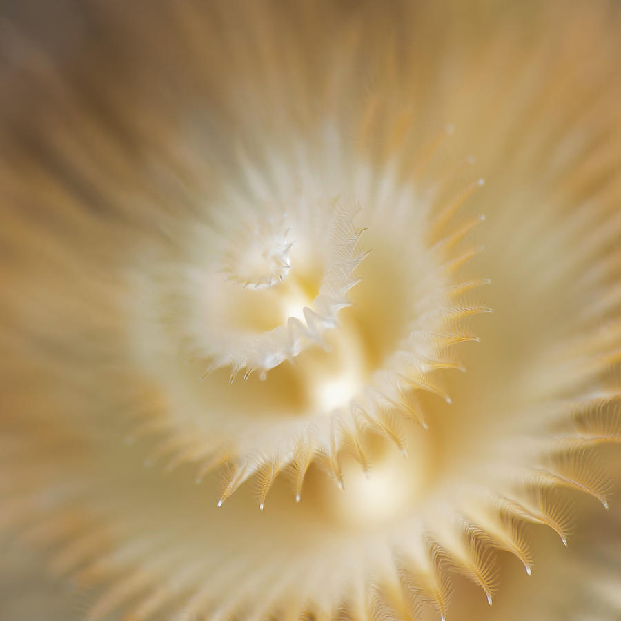 Christmas tree worm Photograph by Todd Winner