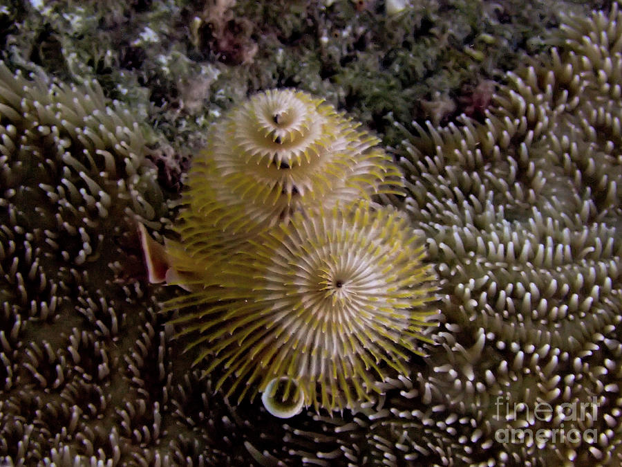 Christmas Tree Worms And Pillar Coral 2 Photograph By Brian Ardel