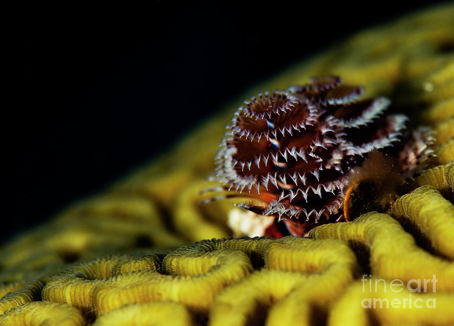 Christmas Tree Worms Photograph by JT Lewis