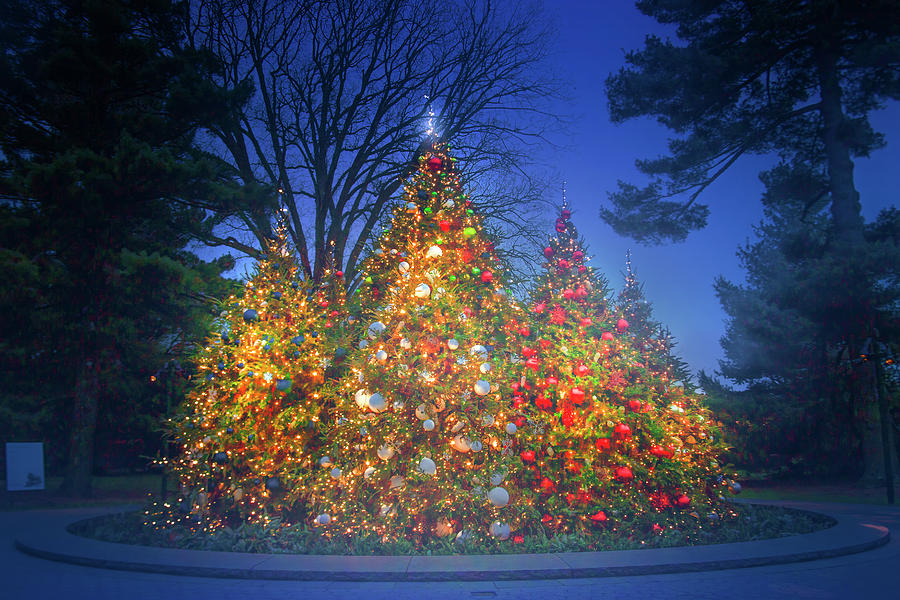 Christmas Trees at the New York Botanical Garden Photograph by Mark Andrew Thomas