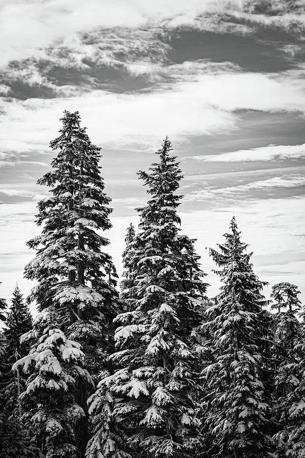 Christmas Trees Photograph by Claude Dalley