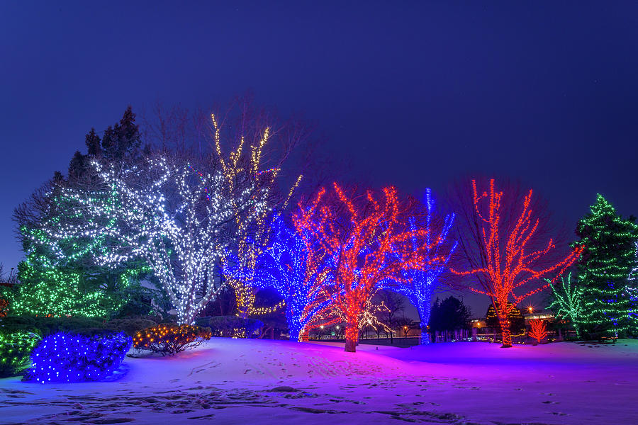 Christmas trees decorated with lights Photograph by Ognian Setchanov