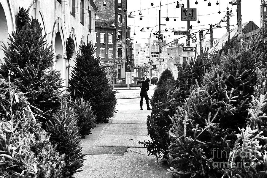 Christmas Trees in Greenwich Village New York City Photograph by John Rizzuto