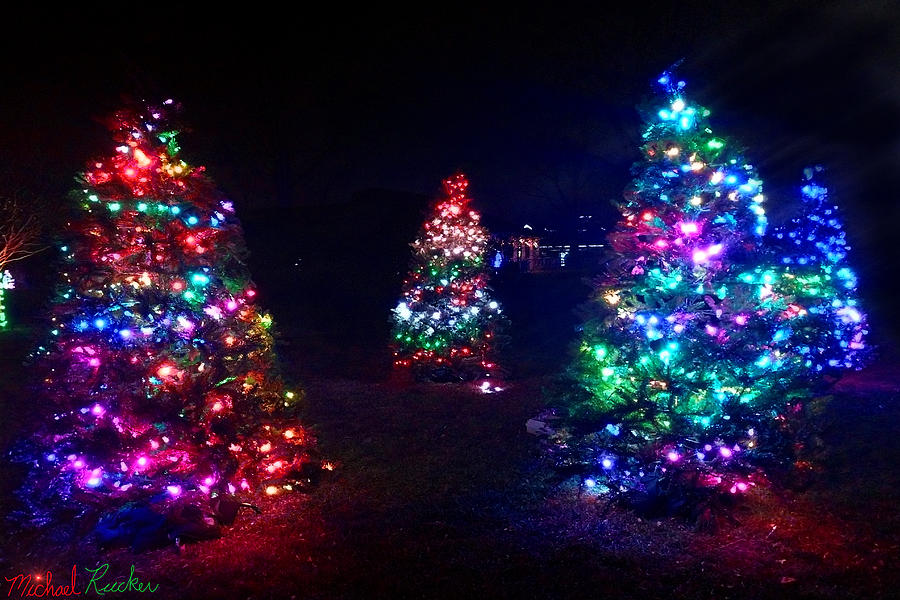 Christmas Trees Photograph by Michael Rucker