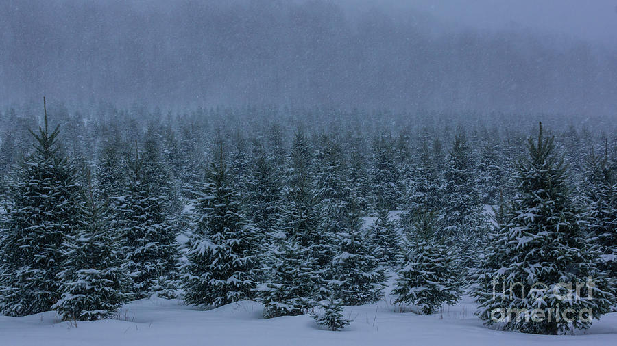 Christmas Trees Photograph by New England Photography