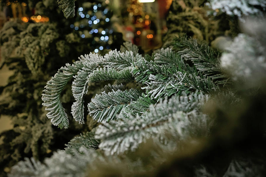 Christmas Trees Photograph