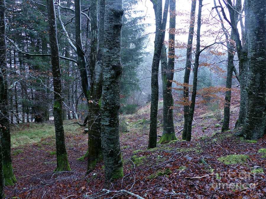 Winter Woodland Photograph by Phil Banks