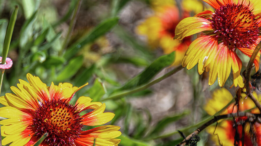 Chroma Emeritus Lotusland 42 Nfs Photograph By Brian Morefield Prose Imagery Fine Art America 5881