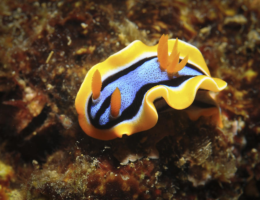 Chromodoris annae nudibranch -sea slug Photograph by Shawn M Miller