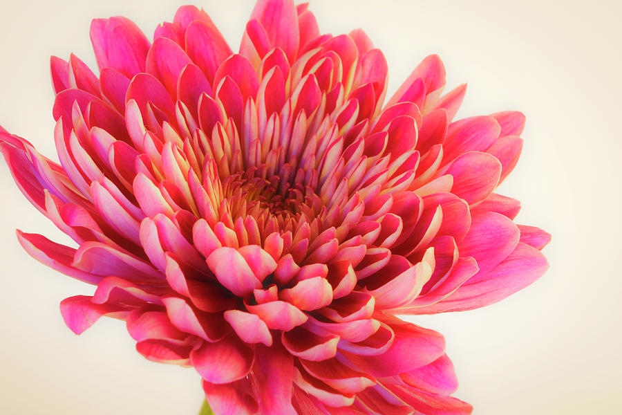 Chrysanthemum Bold and Beautiful Photograph by Lindsay Thomson