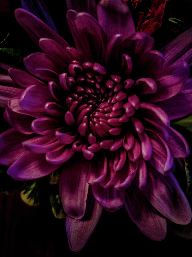 Chrysanthemum I Photograph by Tometta Pouncie