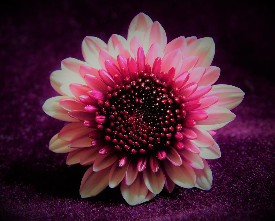 - Chrysanthemum 2 Photograph by THERESA Nye