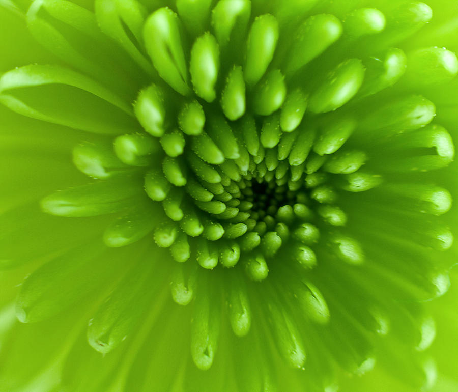 Chrysanthemum abstract Photograph by Photograph by Anna Creedon