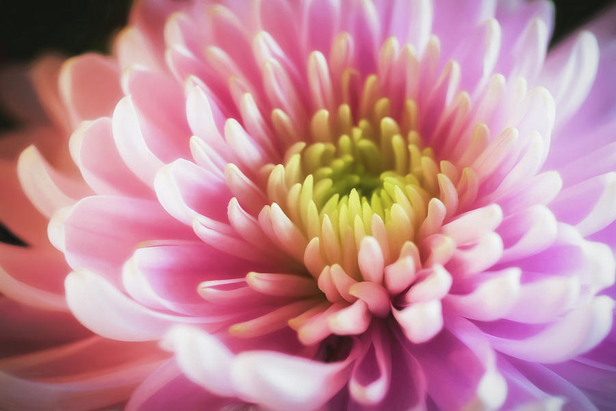 Chrysanthemum Aglow Photograph by James Barber