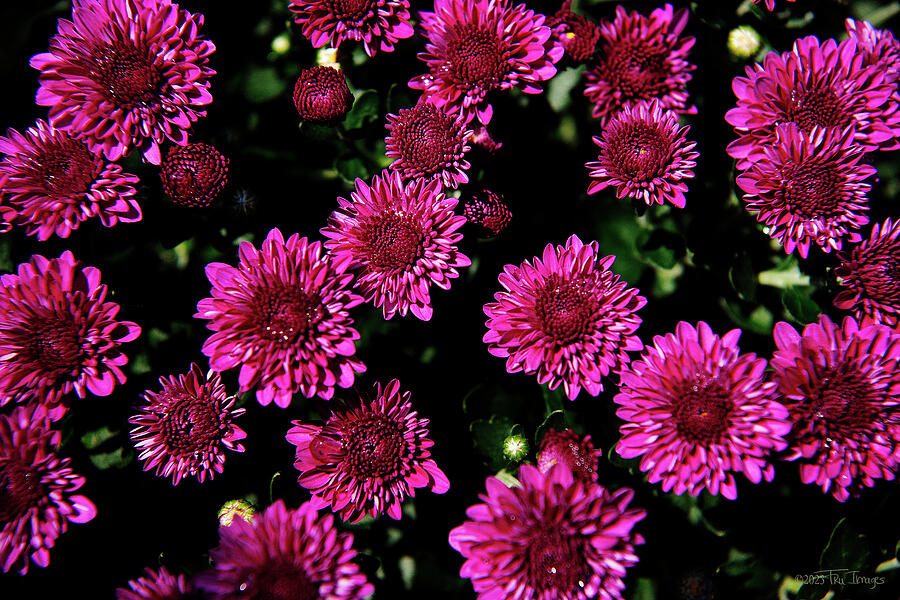 Chrysanthemum, Ambassadors of Fall Photograph by TruImages Photography