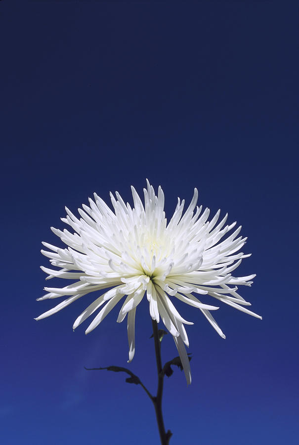 Chrysanthemum And Blue Sky. Photograph by Adam Jones