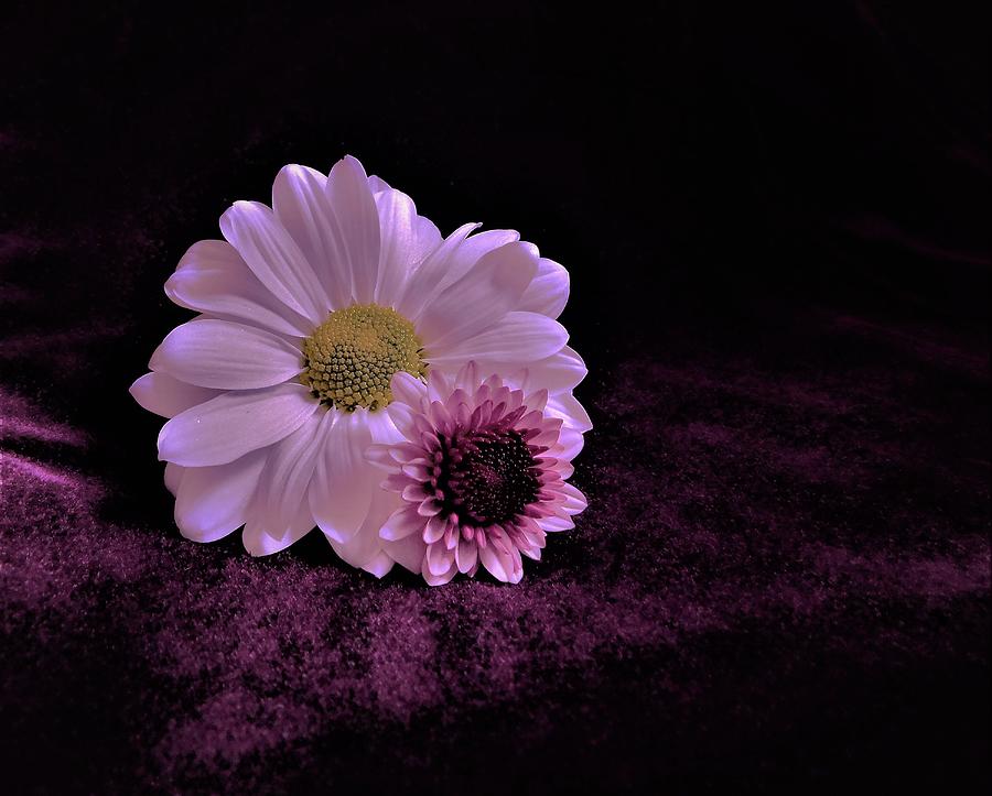 - Chrysanthemum and Daisy Photograph by THERESA Nye