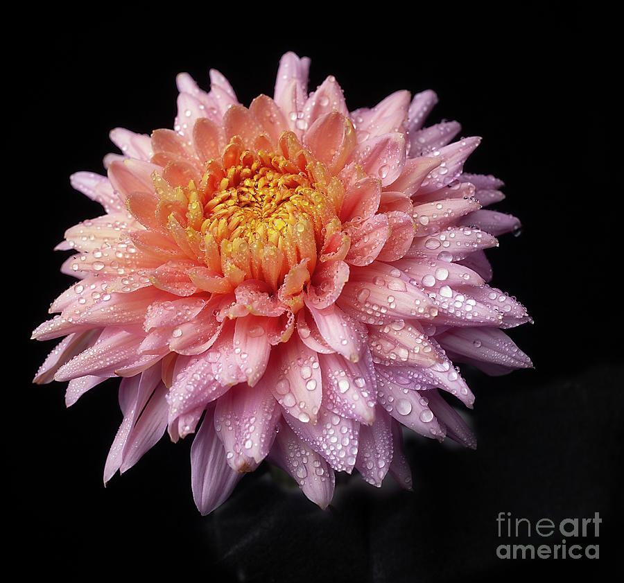 Chrysanthemum Annies Girl Photograph by Ann Jacobson