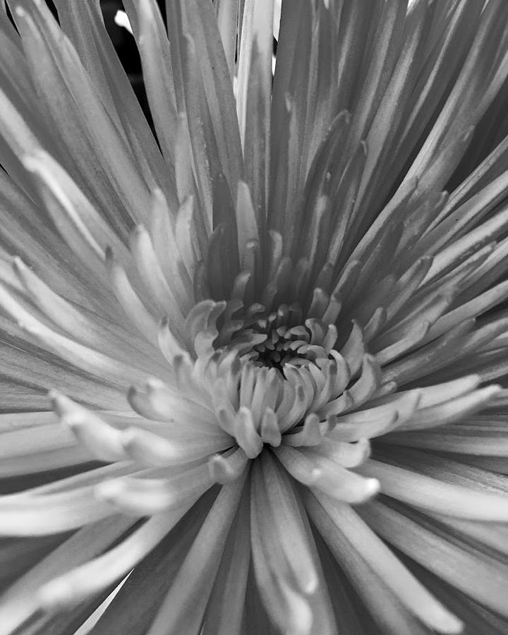 Chrysanthemum Photograph by Ashley Skoglund - Fine Art America