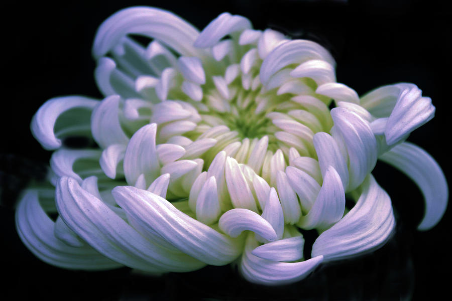 Chrysanthemum at Dawn Photograph by Jessica Jenney