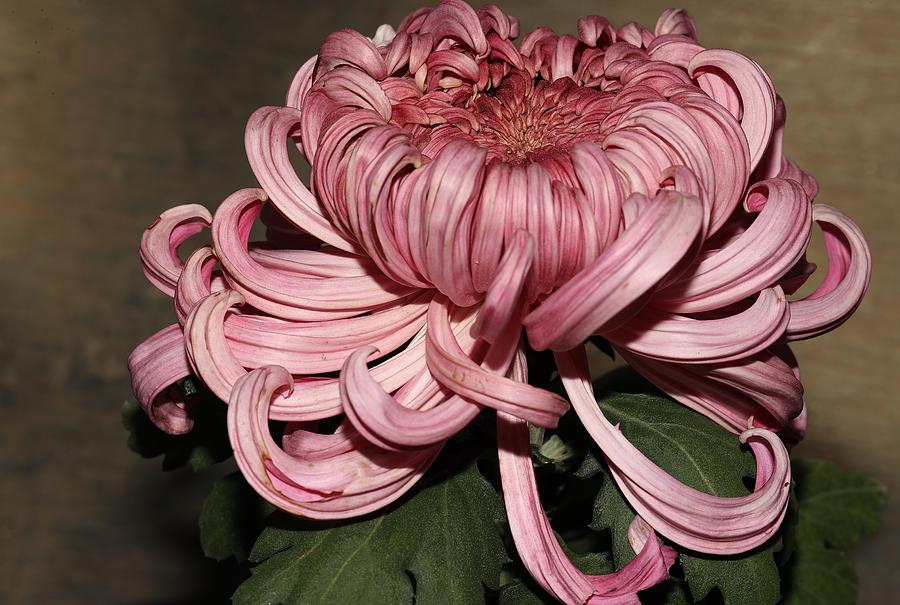 Chrysanthemum-Beauty Crown Photograph by Mingming Jiang