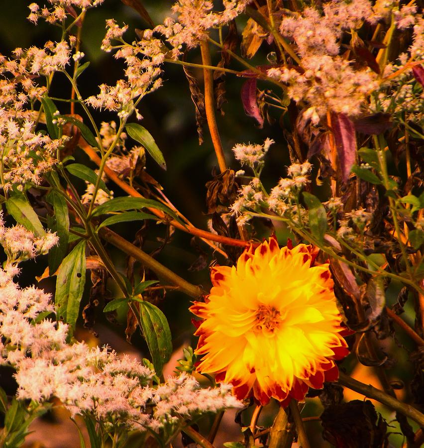 Flowers Still Life Photograph - Chrysanthemum  Bloom  Yellow and Red Tinged   Autumn     City Garden       Indiana by Rory Cubel