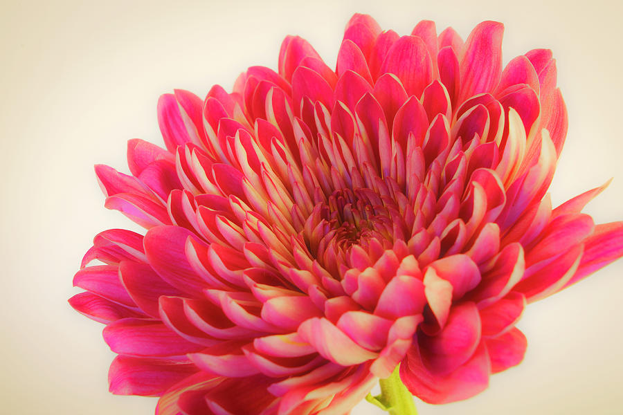Chrysanthemum Bold and Beautiful 2 Photograph by Lindsay Thomson