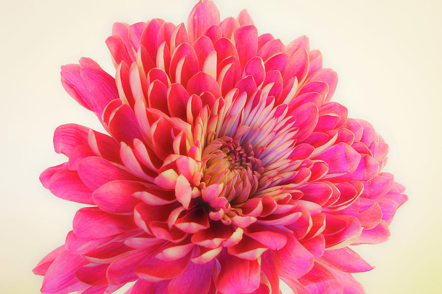 Chrysanthemum Bold and Beautiful 3 Photograph by Lindsay Thomson
