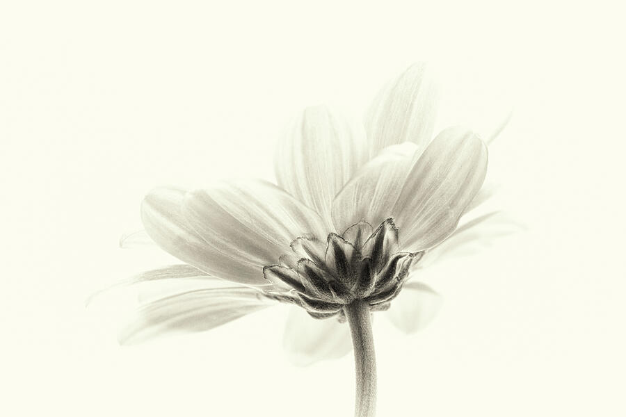 Soft Monochrome Chrysanthemum  Photograph by Tanya C Smith