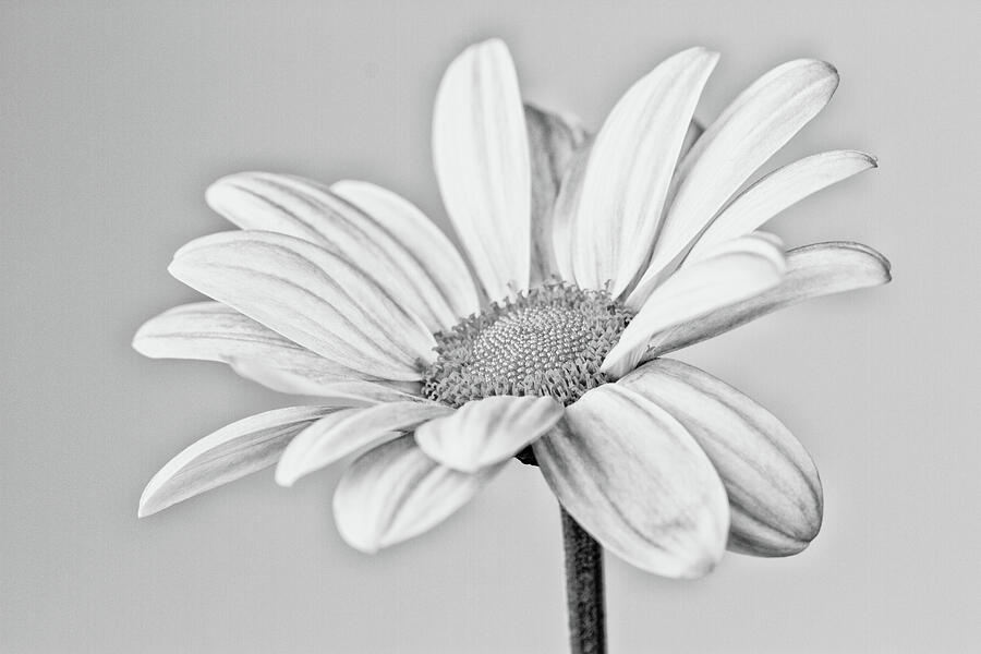Chrysanthemum bw 2 Photograph by Tanya C Smith